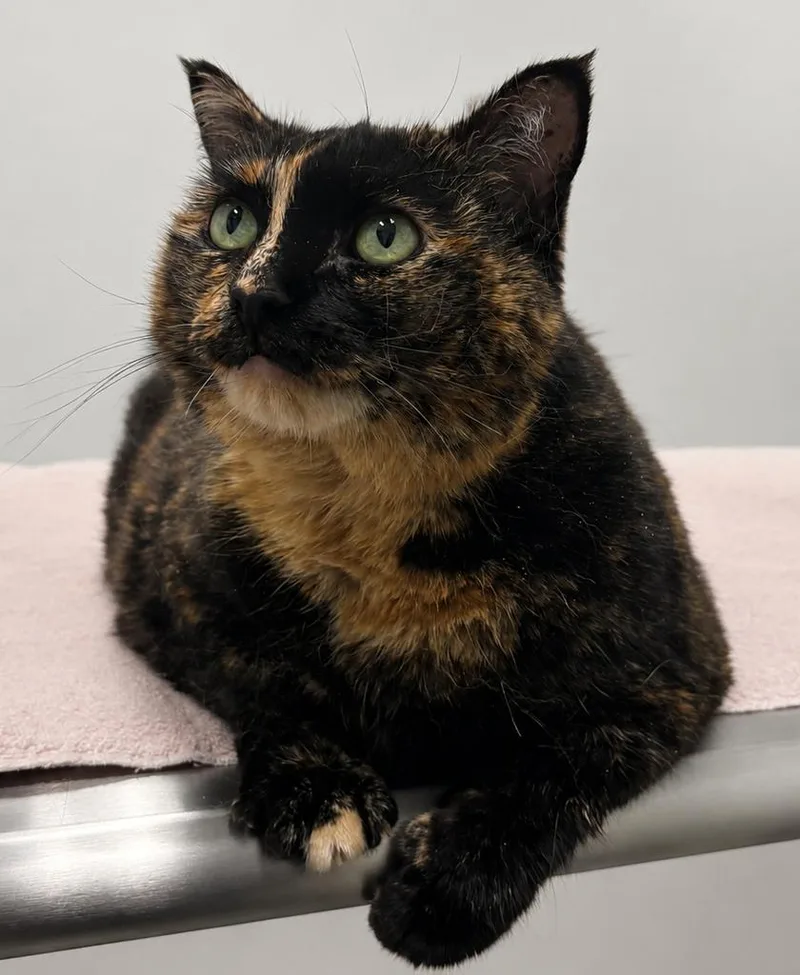 A senior large-sized female Domestic Short Hair cat named CiCi for adoption in Saint Paul, MN