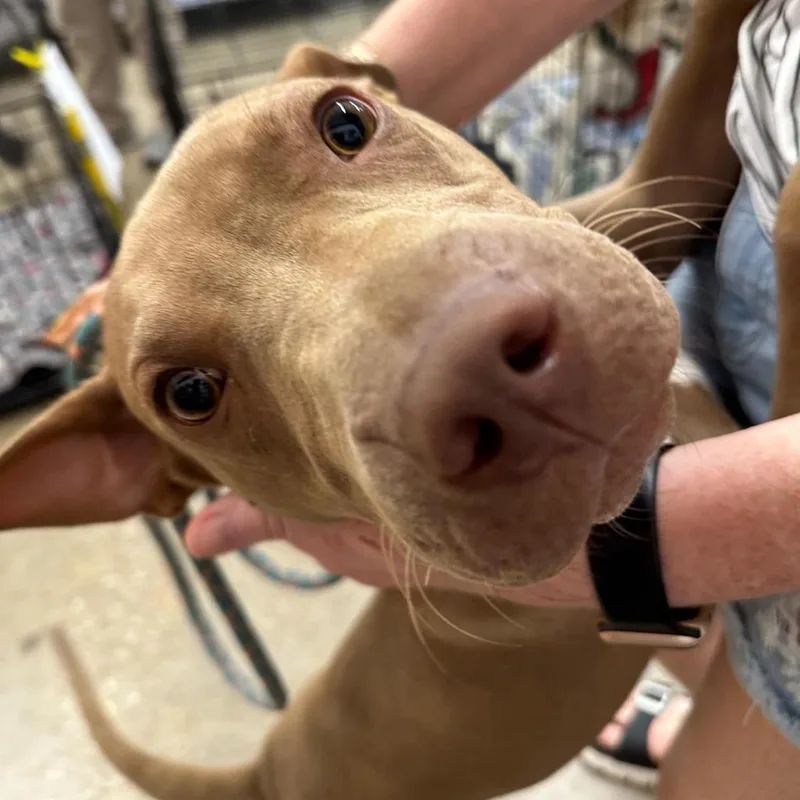 An adult medium-sized male Brown / Chocolate Pit Bull Terrier dog named Cody for adoption in Houston, TX