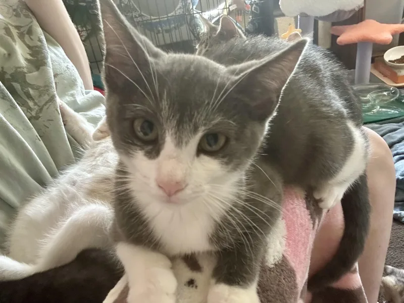 A baby small-sized female Gray & White Domestic Short Hair cat named Rosanna for adoption in Warminster, PA