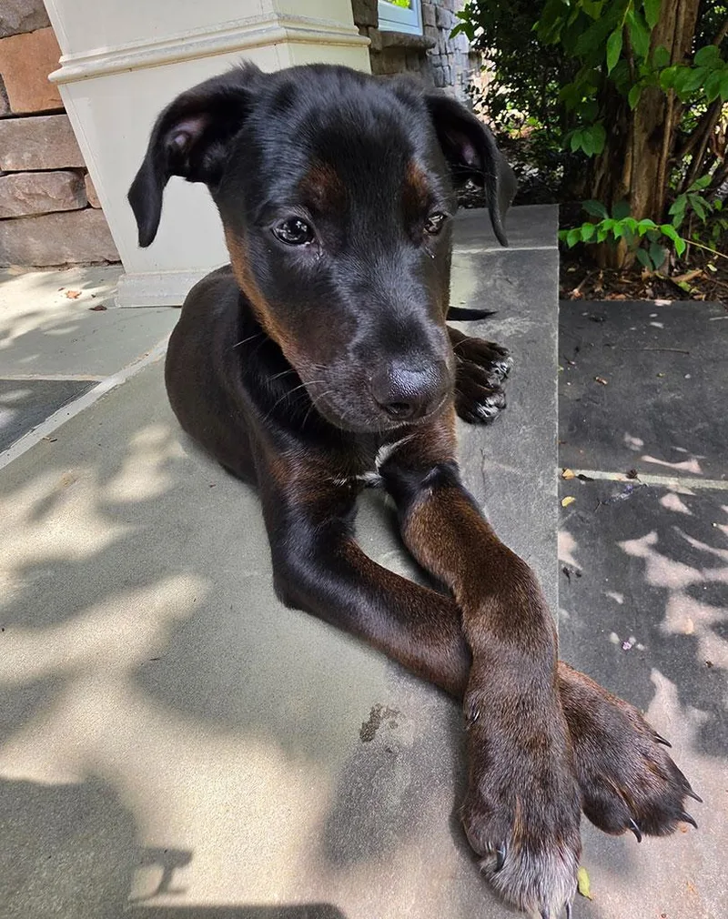 A baby medium-sized male Labrador Retriever dog named Otis for adoption in Bowie, MD