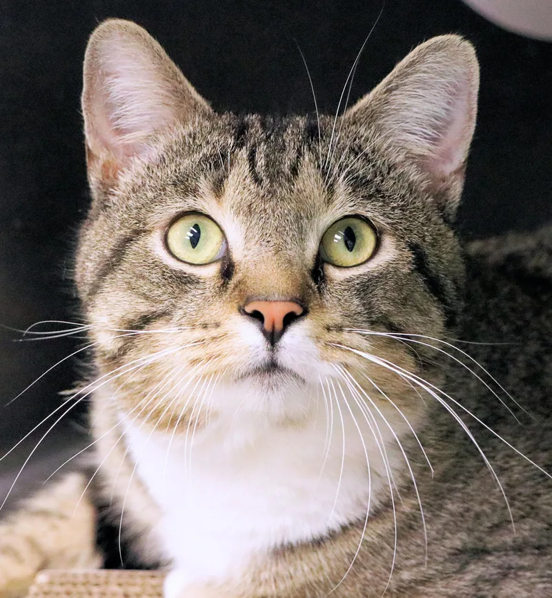 An adult medium-sized male Tabby (Brown / Chocolate) Domestic Short Hair cat named Sherman for adoption in Cincinnati, OH