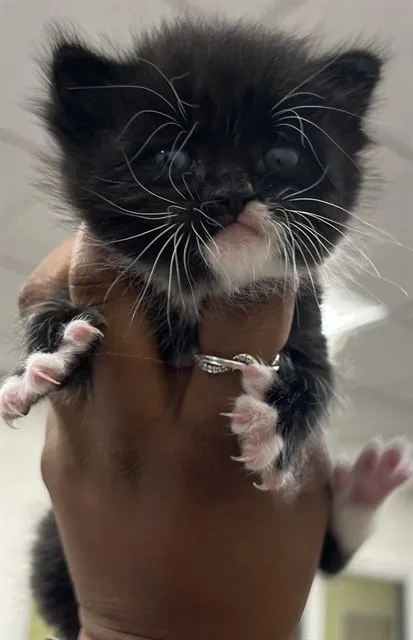 A baby small-sized male Domestic Short Hair cat named Gideon for adoption in Upper Marlboro, MD