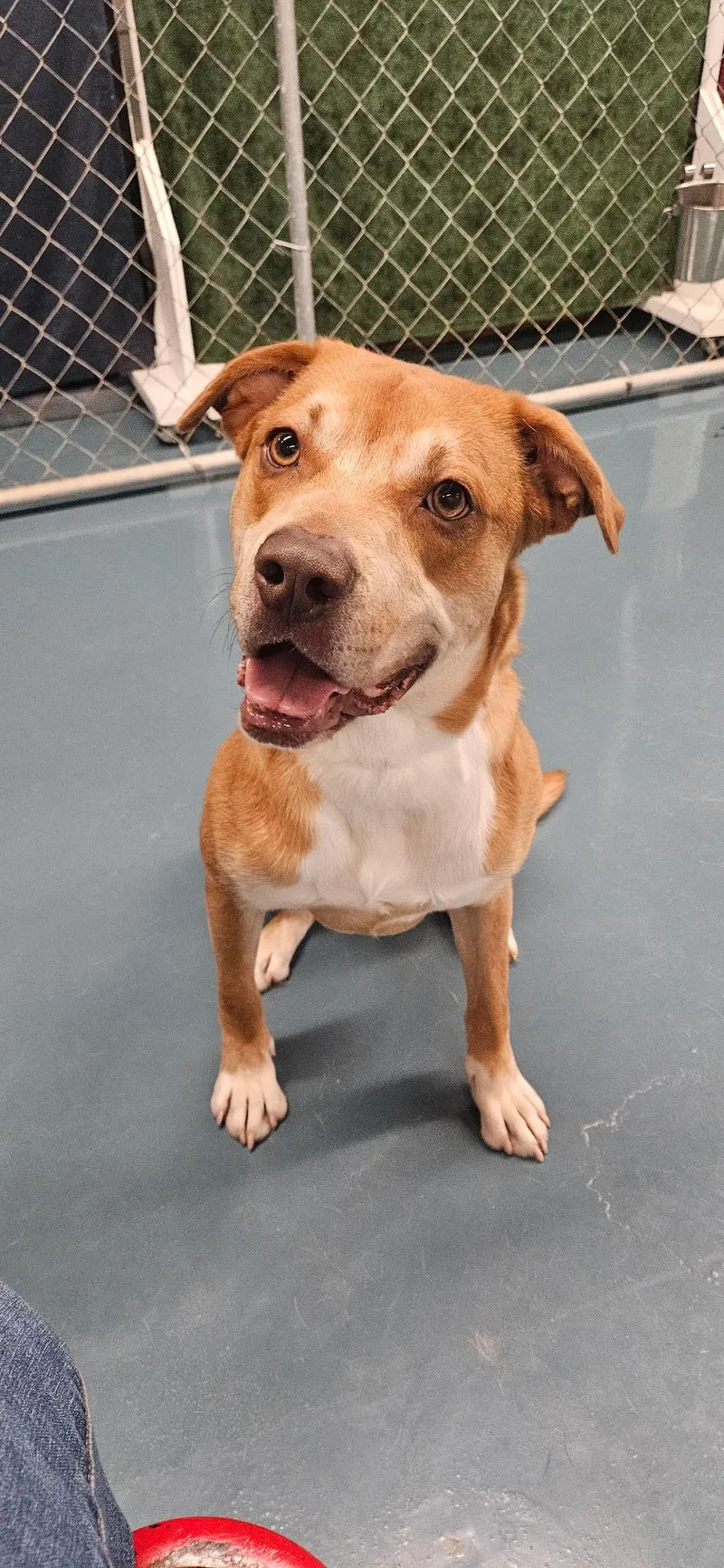 An adult medium-sized male Terrier dog named Otis for adoption in Crystal Lake, IL