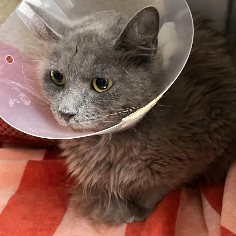 A baby small-sized female Gray / Blue / Silver Domestic Medium Hair cat named Gracie for adoption in Mendham, NJ