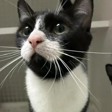 A young medium-sized female Black & White / Tuxedo Domestic Short Hair cat named Megan for adoption in San Antonio, TX