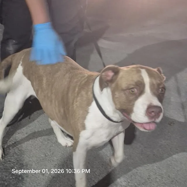 An adult medium-sized male American Staffordshire Terrier dog named Cowboy for adoption in San Antonio, TX
