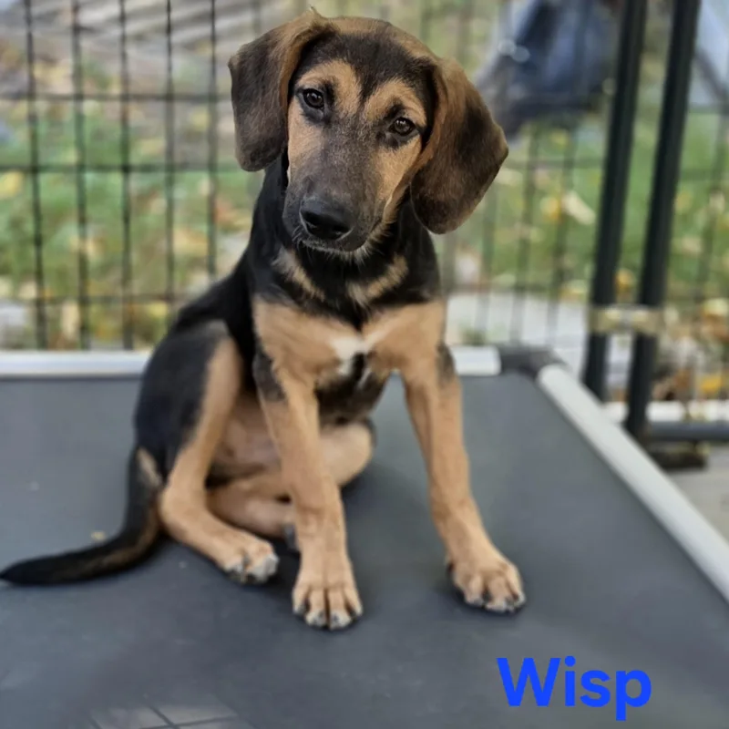 A baby large-sized male Tricolor (Brown, Black, & White) Mixed Breed dog named Wisp for adoption in Blairstown, NJ