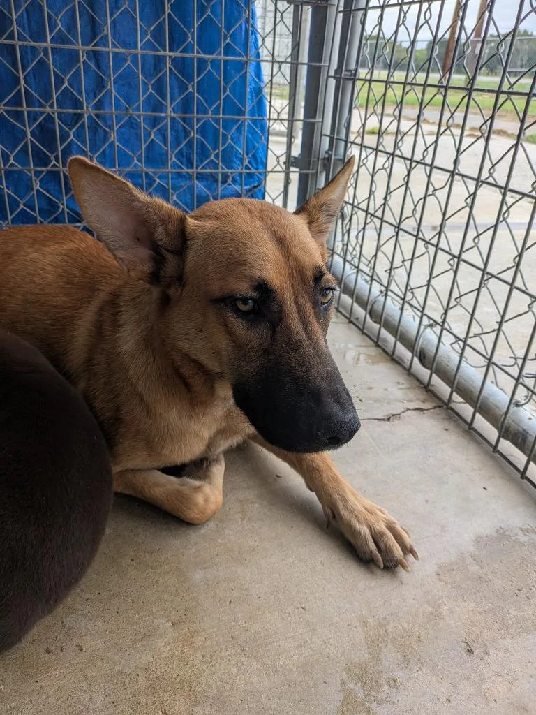 A young large-sized female Shepherd dog named Lou for adoption in Brownwood, TX