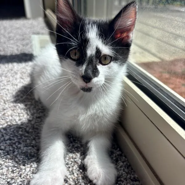 A baby small-sized male Domestic Short Hair cat named Murphy for adoption in Des Moines, IA