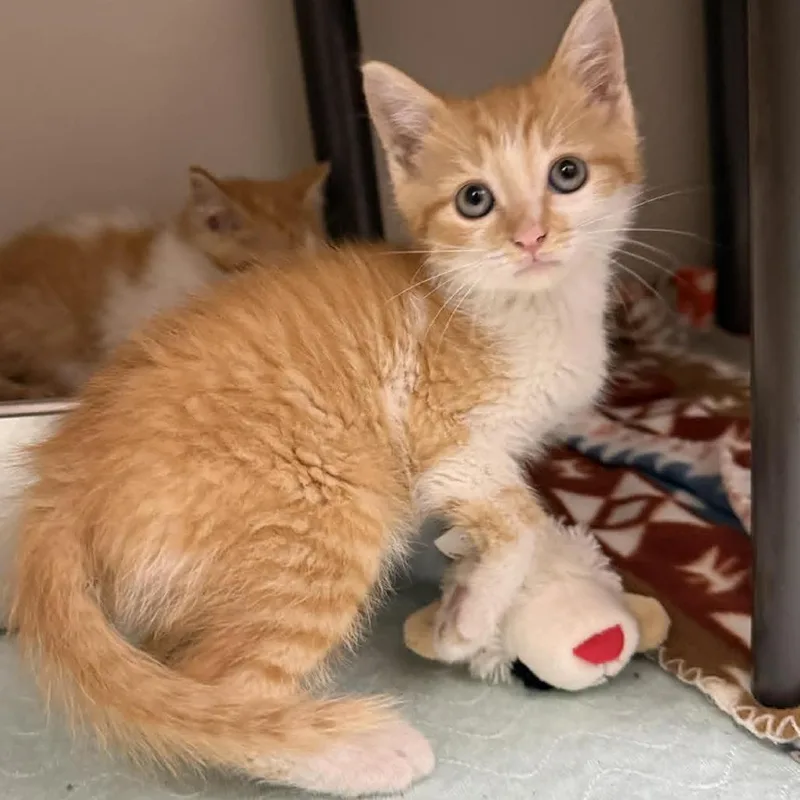 A baby small-sized male Orange / Red Domestic Short Hair cat named Wrangler for adoption in Caryville, TN
