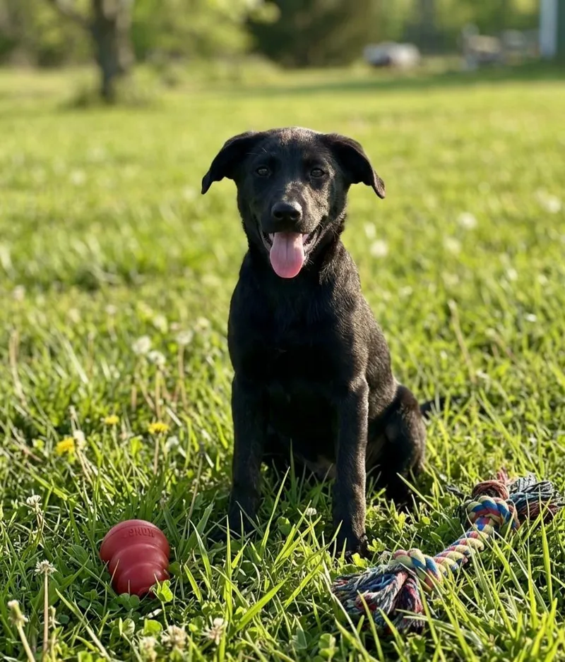 A baby medium-sized female Labrador Retriever dog named Bitzi for adoption in North Prairie, WI