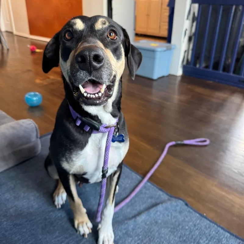 A senior large-sized female Black and Tan Coonhound dog named Lillie for adoption in La Grange, KY