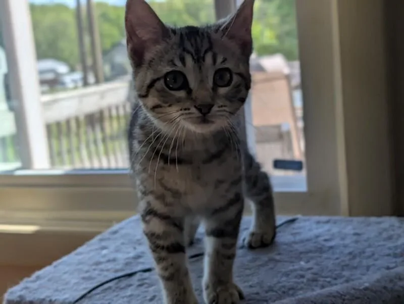 A young medium-sized female Tabby (Tiger Striped) Domestic Short Hair cat named Delia for adoption in Adrian, MI