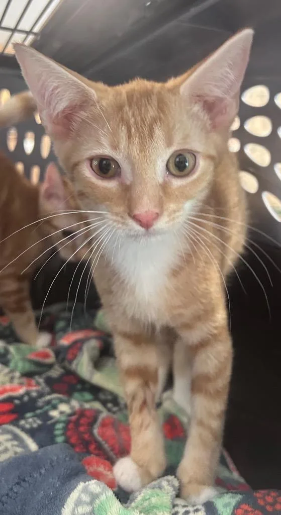 A baby medium-sized male Domestic Short Hair cat named Lance for adoption in Cumming, GA