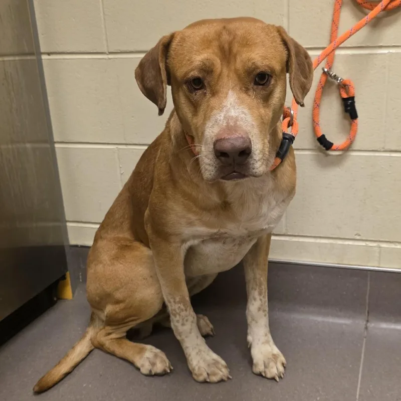 An adult large-sized male Yellow / Tan / Blond / Fawn Hound dog named Rusty for adoption in Norman, OK