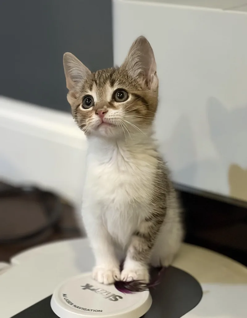 A baby medium-sized female Tabby (Brown / Chocolate) Tabby cat named Taylor for adoption in New Albany, OH