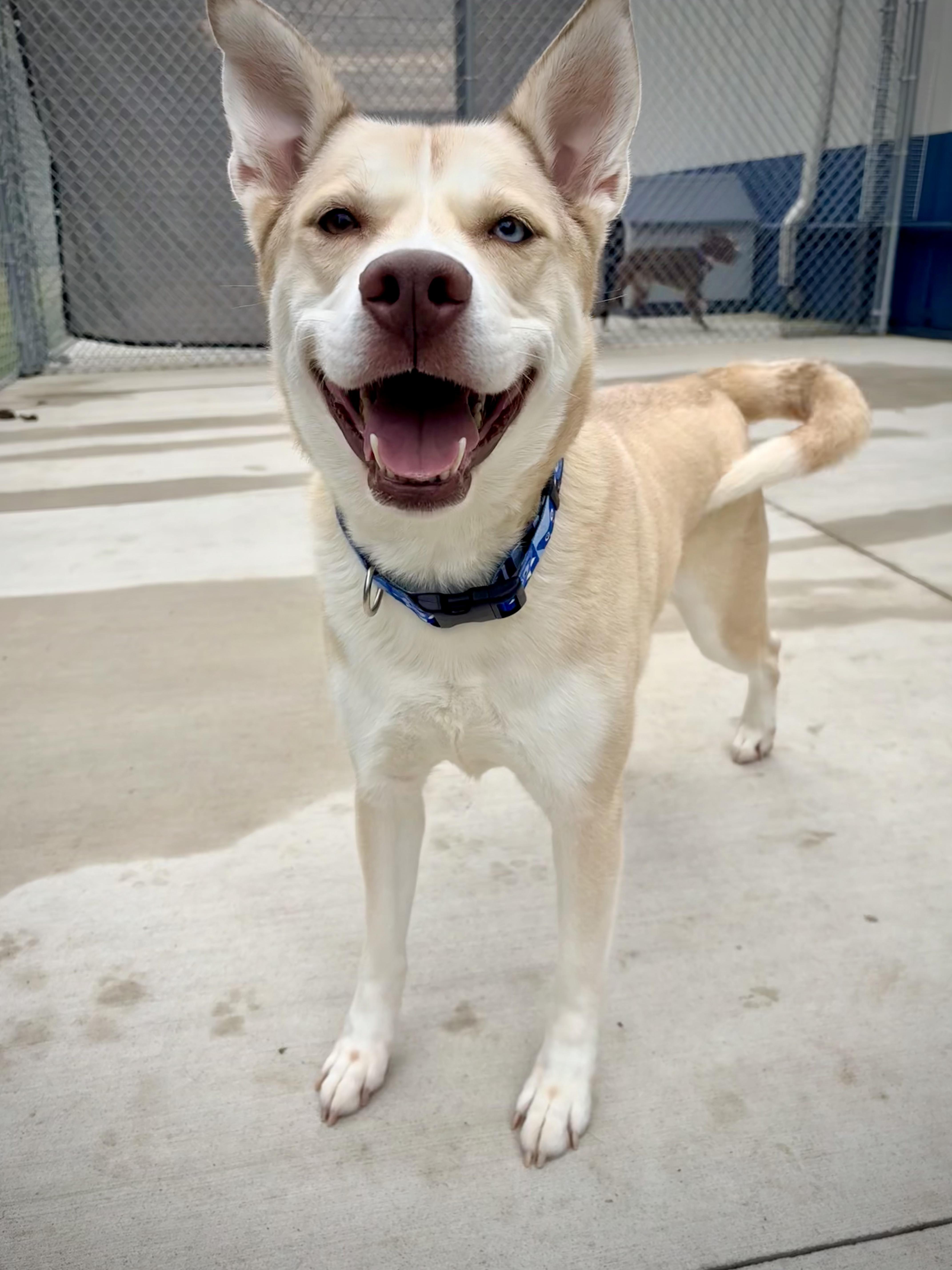 An adult large-sized female Yellow / Tan / Blond / Fawn Yellow Labrador Retriever dog named Marley for adoption in Kalamazoo, MI