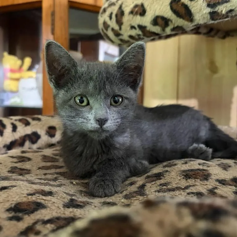 A baby small-sized female Domestic Short Hair cat named Arizona for adoption in Bedford, NH