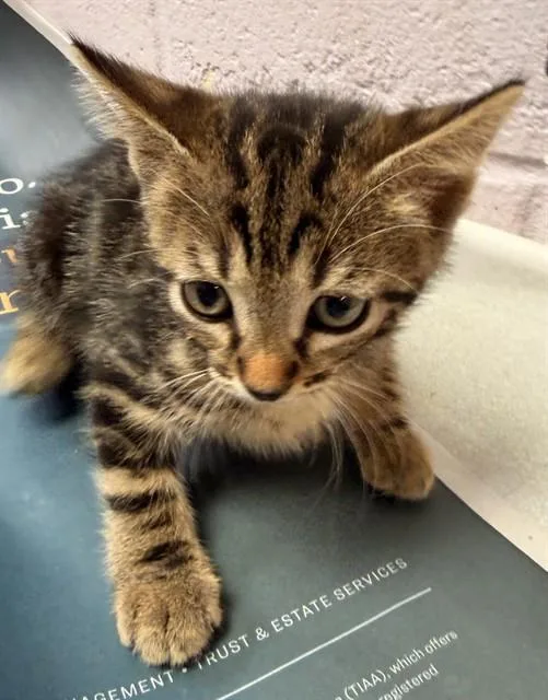 A baby small-sized male Domestic Short Hair cat named Dellerose for adoption in Jacksonville, FL