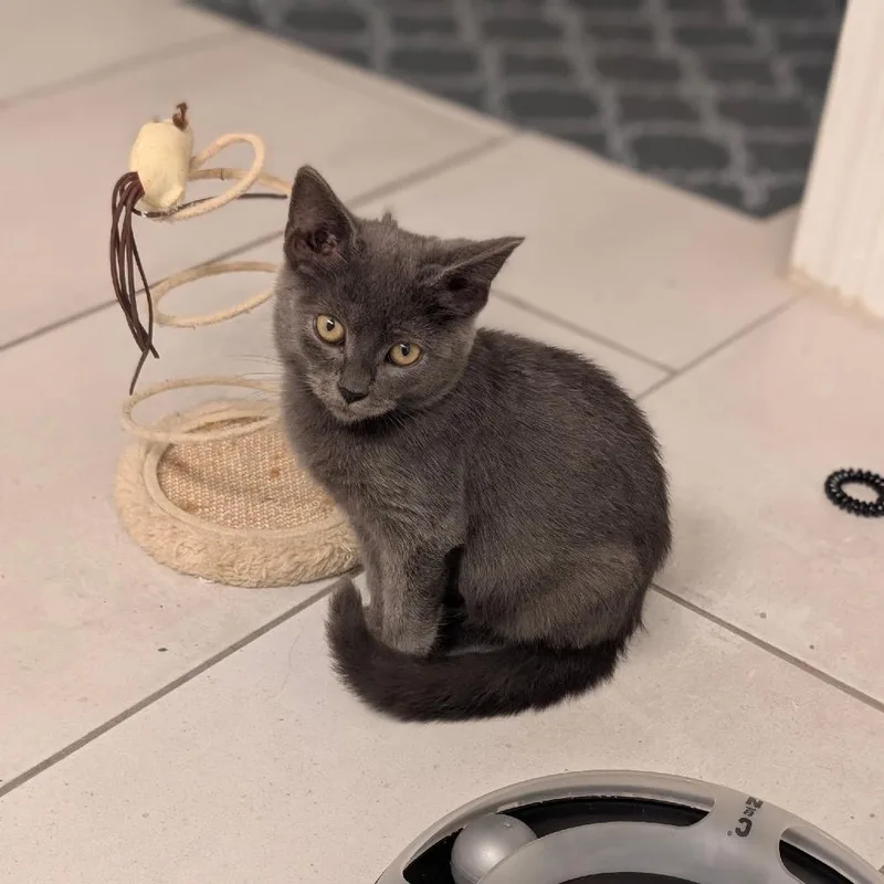 A baby small-sized male Gray / Blue / Silver Domestic Short Hair cat named Ferb for adoption in Raleigh, NC