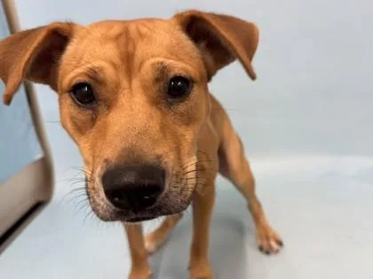 A young medium-sized male Black Mouth Cur dog named Yale for adoption in Golden Valley, MN