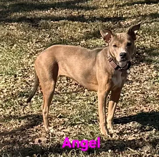 A young medium-sized female Mixed Breed dog named Angel for adoption in Kemp, TX