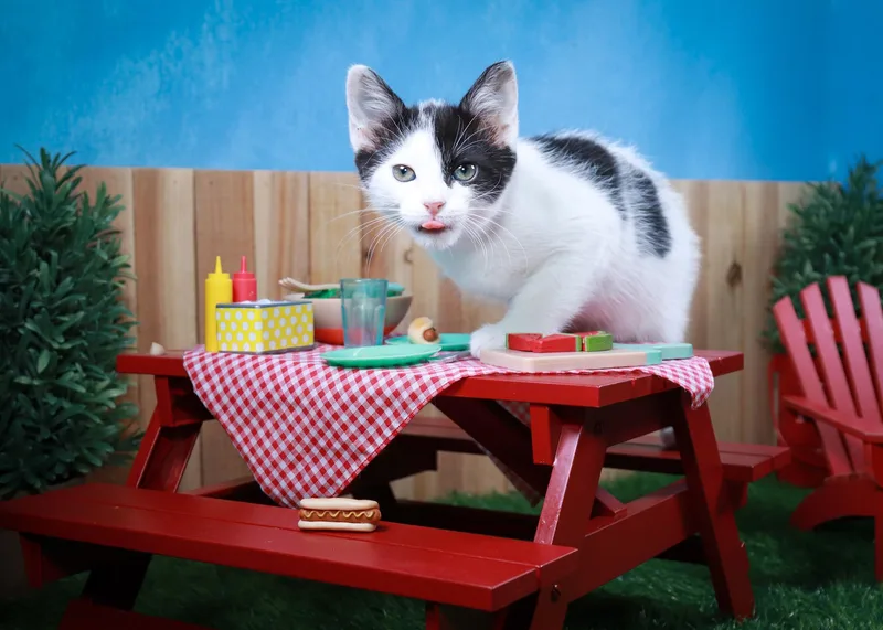 A baby medium-sized female Black & White / Tuxedo Domestic Short Hair cat named Juniper for adoption in Parker, TX