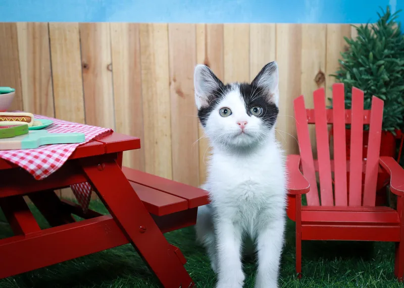 Juniper thumbnail 4