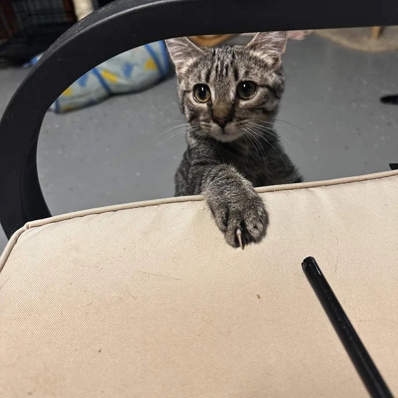 A baby small-sized female Tabby (Brown / Chocolate) Domestic Short Hair cat named Fruity Pebbles for adoption in North East, MD