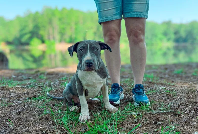 A baby medium-sized male Pit Bull Terrier dog named Smoke for adoption in Macon, GA