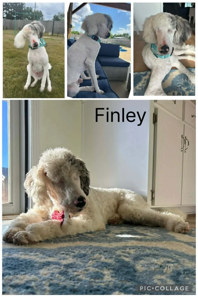 Finley