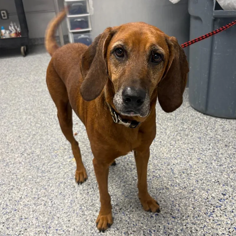 An adult medium-sized female Red / Chestnut / Orange Mixed Breed dog named Lady for adoption in Greenville, SC