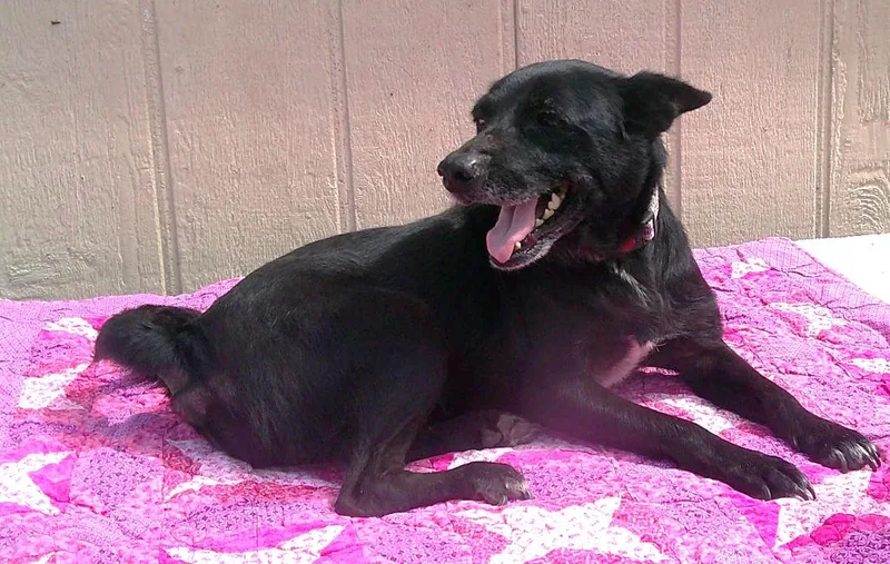 An adult medium-sized female Black Schipperke dog named Rita for adoption in Olympia, WA