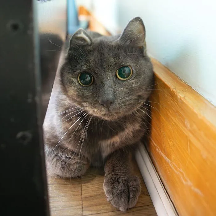 An adult medium-sized female Tortoiseshell Domestic Short Hair cat named Freya for adoption in Brimfield, MA