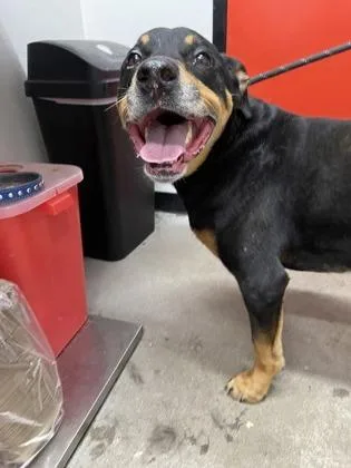 An adult large-sized female Mixed Breed dog named Diamond for adoption in West Chester, PA