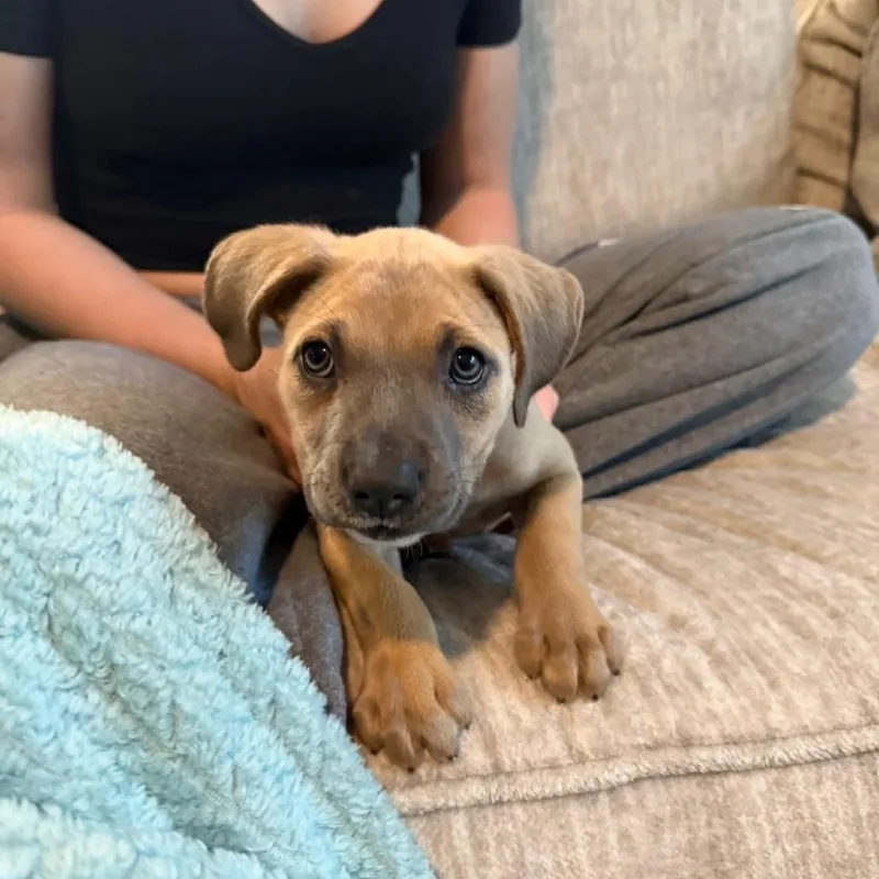 A baby small-sized female Australian Shepherd dog named Nala for adoption in Dayton, OH
