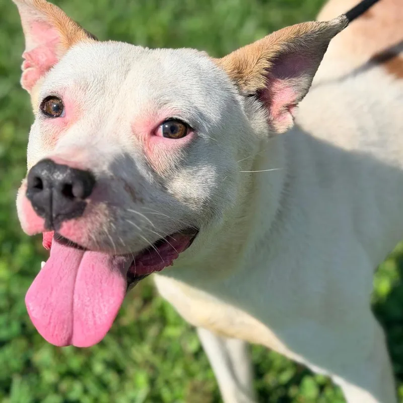 A young medium-sized male White / Cream Mixed Breed dog named Cucaracha for adoption in Huntington, WV