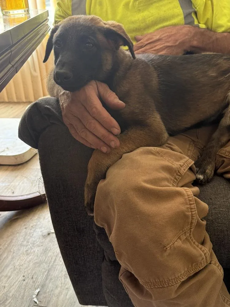 A baby large-sized female Tricolor (Brown, Black, & White) Belgian Shepherd / Malinois dog named Kathy for adoption in Redlands, CA