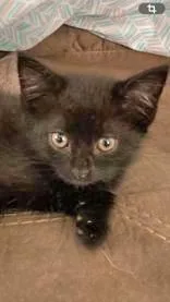 A baby medium-sized female Black Domestic Short Hair cat named Misty for adoption in Portsmouth, OH