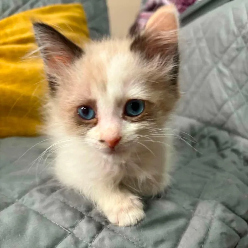 A baby small-sized female Cream / Ivory Snowshoe cat named Tink for adoption in Wichita, KS