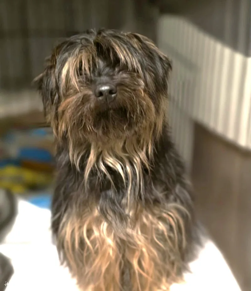 A young small-sized male Terrier dog named Darnell Wood for adoption in Saunderstown, RI