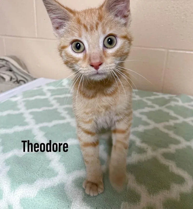 A baby small-sized male Domestic Short Hair cat named Theodore for adoption in Clearfield, KY