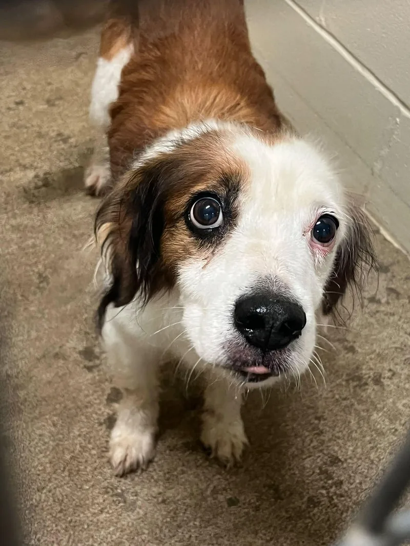 An adult small-sized female Tricolor (Brown, Black, & White) Mixed Breed dog named Fiona for adoption in Pomeroy, OH