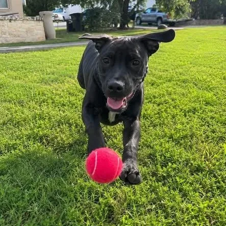 A baby medium-sized male Black Labrador Retriever dog named Jackson for adoption in Williston, VT