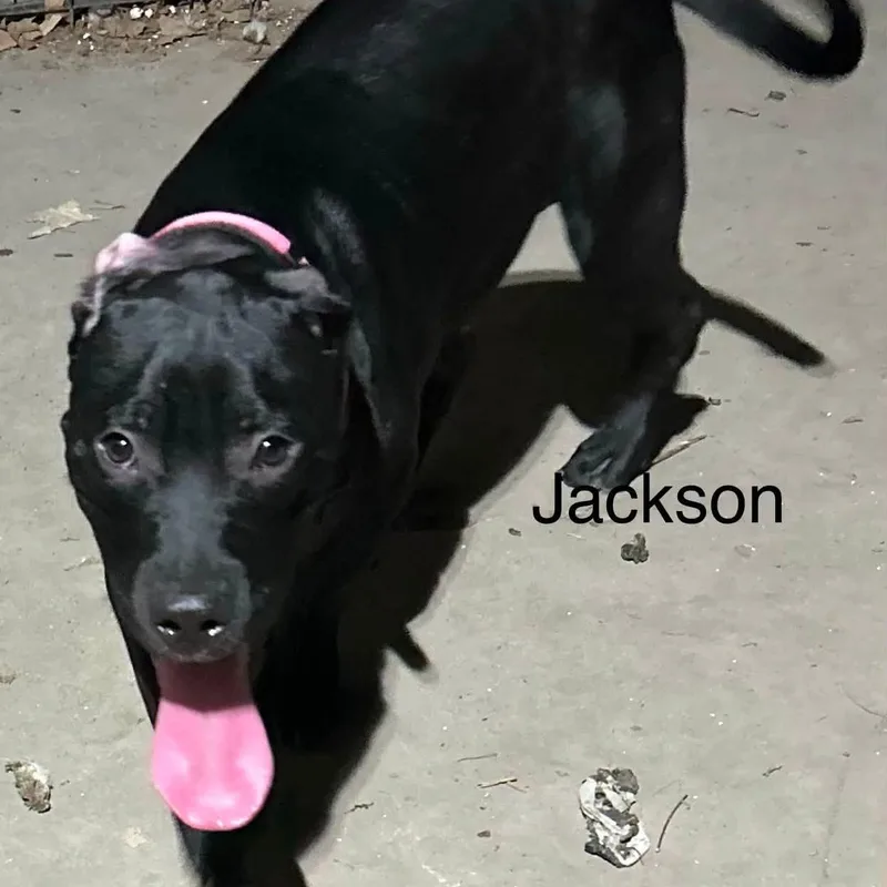 Jackson thumbnail 4