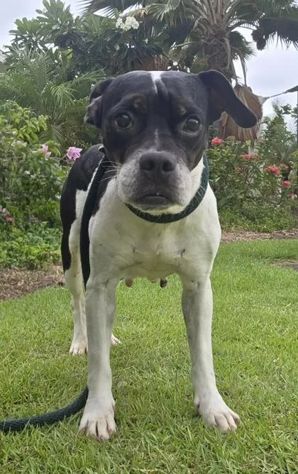 A senior medium-sized female Boston Terrier dog named Trixie for adoption in Honolulu, HI