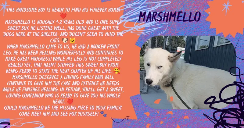 Marshmello