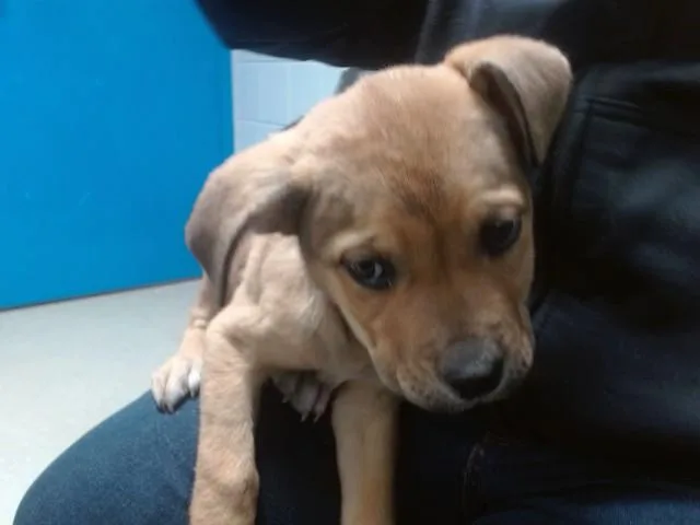 A young small-sized female Pit Bull Terrier dog named Linda for adoption in Albuquerque, NM