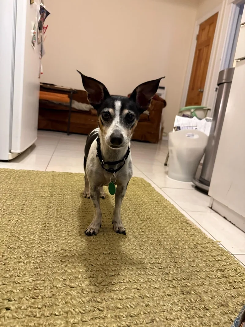 A senior small-sized male Rat Terrier dog named Atlas for adoption in Brooklyn, NY