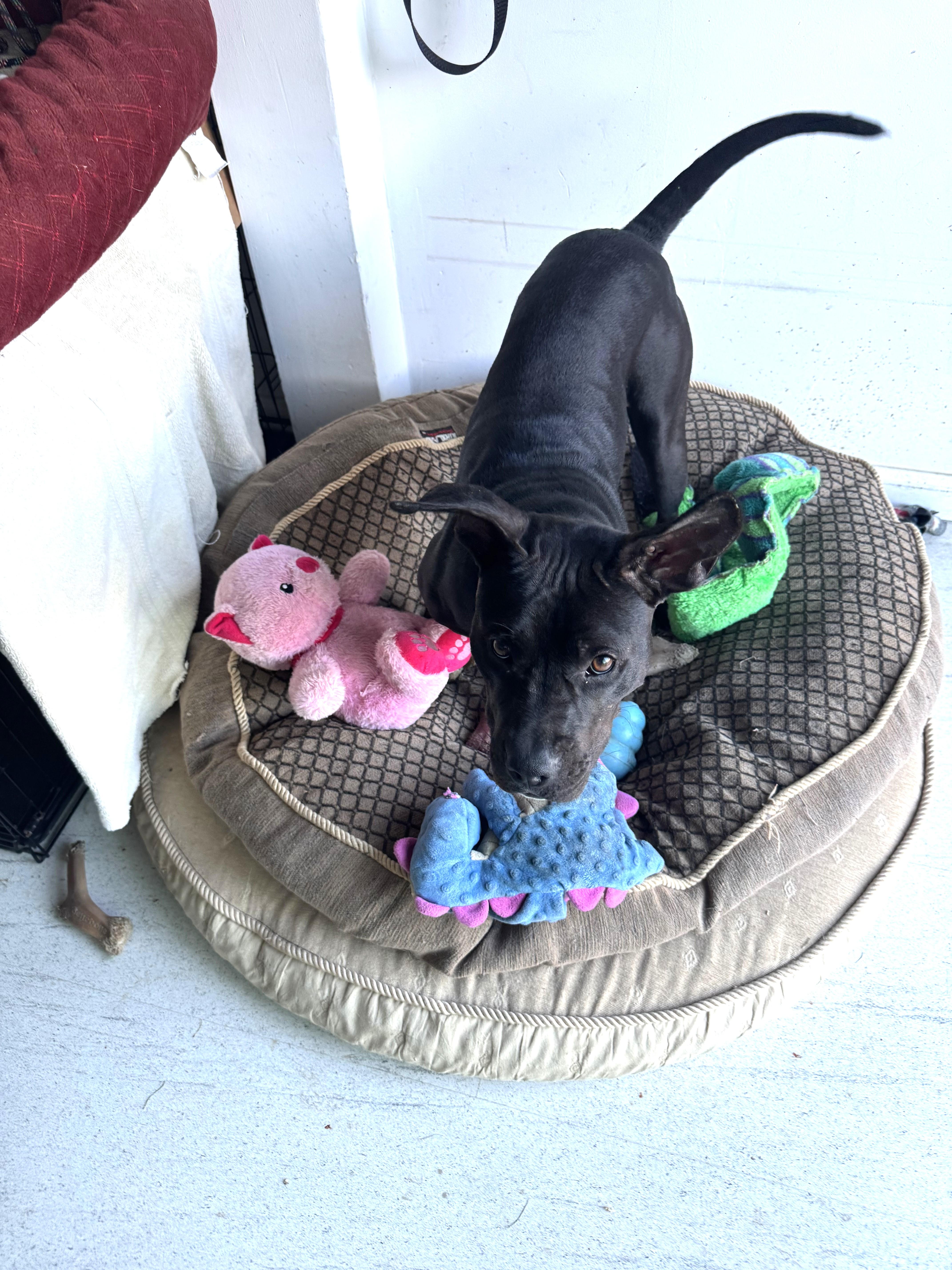 A young medium-sized female Black Mixed Breed dog named Aurora for adoption in Ithaca, NY